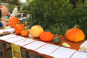 Pumpatavlingen_Sorgenfridagen